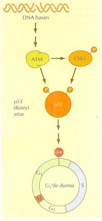ataxia telangiectasia and Rad3-related protein AT ATR Chk2 Chk1 Bu faktör DNA replikasyon süresince inaktiftir.