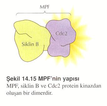 2001 Olgunlaşmayı ilerleten faktör = aturation promoting factor (PF) in keşfi Deniz Kestanesi çalışmalarından ortaya çıktı.