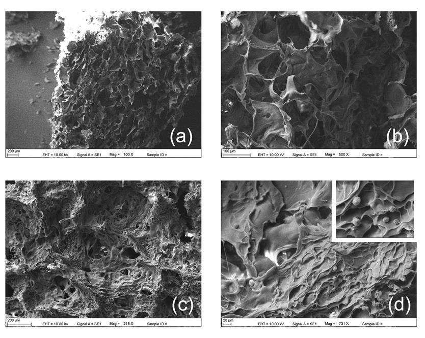 Şekil 4.22. Fotostimülasyon çalışmaları kapsamında kültüre edilen AdMSC lerin, 14. gün SEM fotoğrafları; (a), (b) kontrol grubu, (c), (d) fotostimülasyon grubu. 4.3.