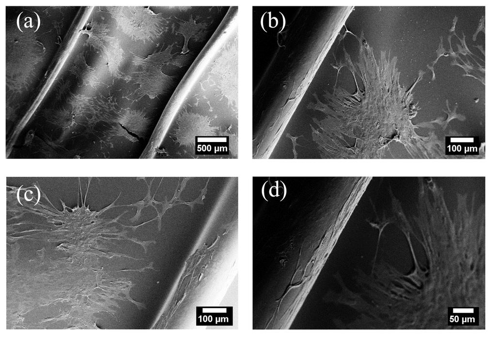 Şekil 4.36. Elektriksel alana maruz bırakılan hmsc lerin kültürün 14. gününde, büyüme ortamı içerisinde, platin tel içeren ipek film yüzeyler üzerindeki SEM görüntüleri; (a), (b), (c) ve (d).