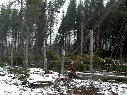 Forests of Šumava damaged by Ips typographus and clearings after consecutive logging Feromonla Mücadele.