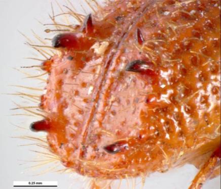 Ips sexdentatus olgun larva, pupa ve ergini İklim koşullarına bağlı olarak iki generasyon yapmaktadır. Birinci uçma zamanı Nisan, ikinci ise Haziran-Temmuz aylarına rastlamaktadır.