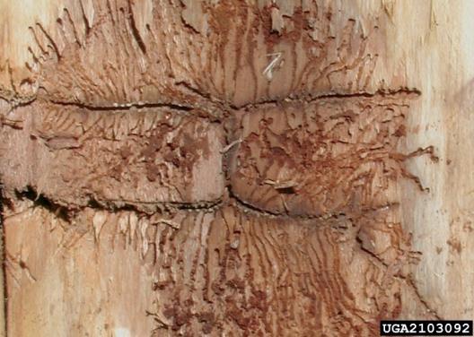 Kışı ergin veya larva döneminde devrik ağacın kalın kabuklu kısımlarında, Doğu Ladini'nin diri odunda da ergin olarak geçirir. Kalın kabuklu ağaçları tercih eder.