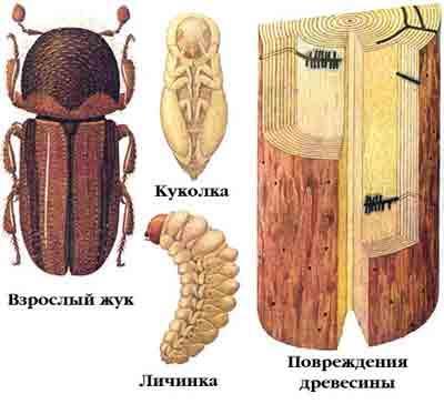 Poligam olan bu böceğin çiftleşme odasında 2-5 adet dişi ile çiftleştikten sonra her dişi böcek genellikle lifler istikametinde 2 kollu ana yollar açmaktadır.