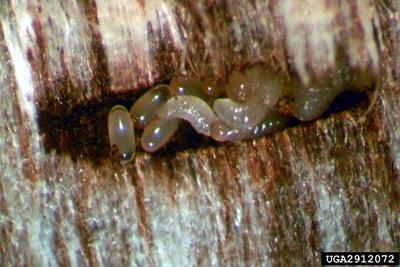 Larva yollarının uzunluğu 5-6 cm yi bulmaktadır. Pupa kabuk ile odun arasında oval şeklindeki beşikler içerisinde meydana gelir.