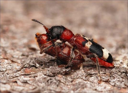 Thanasimus formicarius (L.) (Coleoptera: Cleridae) ile Biyolojik Mücadele Thanasimus formicarius (L.) (Coleoptera: Cleridae) kabuk böceklerinin en yaygın ve en iyi bilinen avcı böceklerinden biridir.