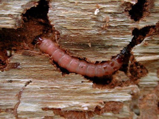 Erginleri, kabuk böceği saldırısı altındaki ağaçlara konar, kabuk böceği erginleri ile beslenir ve yumurtalarını kabuk üzerine koyar.