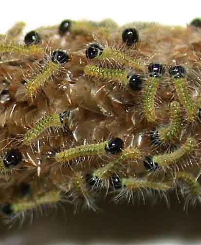 Tırtıllar yer ve yuva değiştirme işini 1-3 defa daha tekrarladıktan sonra 3. larva evresinde büyük kış yuvalarını yaparlar.