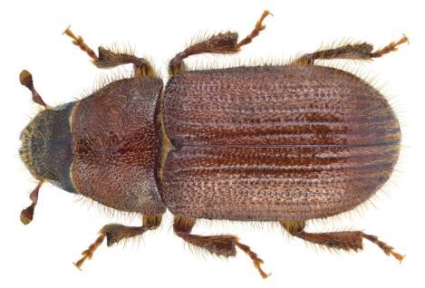 Coleoptera takımının Scolytidae familyasının üyeleridir.