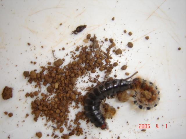 Yumurtadan çıkan larvaları içine toprak konan bölmeli fidan kaplarına aktarılır birbirinden ayrı olarak beslenir. Şekil. 6.1.2.5. Calosoma sycophanta yeni deri değiştiren ve beslenen larvaları.
