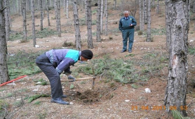 birlikte ondan fazla kraliçe karınca bulunmaktadır. Yirmi adedi aşan kraliçe karınca tespit edilmiştir. Erkek karıncalar kanatlıdırlar. Yuva içerisinde sayıları oldukça azdır.