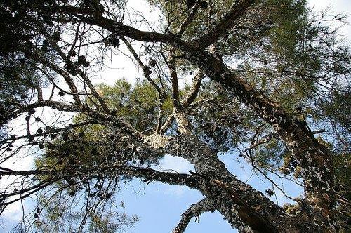 M. hellenica çamların genellikle kabuk çatlakları arasında salgıladığı beyaz pamukçuklarla birlikte bulunur.