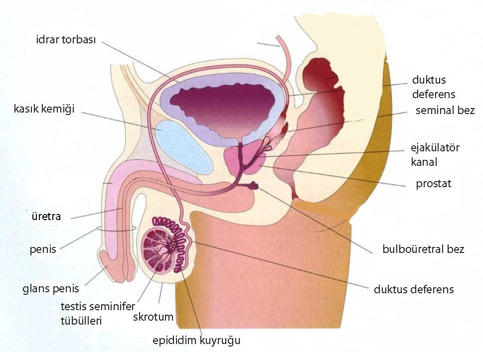 3 2. GE EL BĐLGĐLER 2.1. Erkek Üreme Sistemi Üreme sistemleri erkek ve kadında oldukça farklı histolojik yapı gösterselerde embriyolojik olarak aynı kaynaktan köken alırlar (28),(29).
