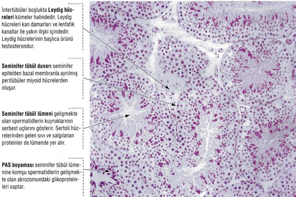 10 Şekil 2-4: Testis enine kesitinde intertübüler boşlukta Leydig hücreleleri, seminifer tübüller, seminifer tübül duvarı ve lümeni ( PAS+HL) (32) 2.1.4 Sertoli Hücreleri Sertoli ( sustanteküler ) hücreleri puperteye kadar seminifer epitelin dominant hücre tipidir.