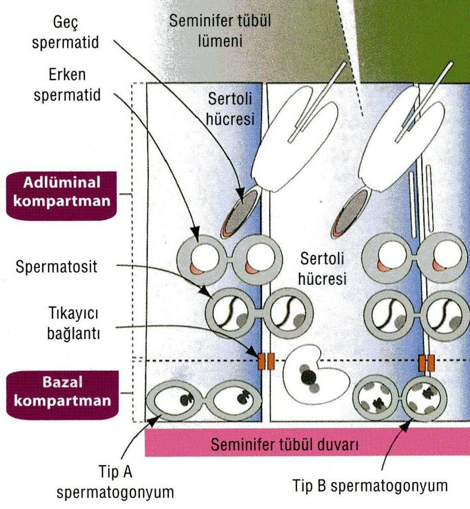 12 Şekil 2-5: Yan yana Sertoli hücreleri arasındaki tıkayıcı (okludens) bağlantılar kantestis bariyerini oluşturur.