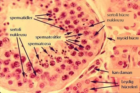 14 Şekil 2-6: Seminifer tübül kesitinde Sertoli hücreleri ve spermatogenik hücreler ile intertisyal alanda Leydig hücreleri görülüyor (42). 2.1.5.