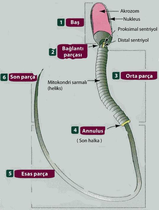 33 Şekil 2-12: Sperm yapısı: Baş ve kuyruk yapısı. 1) Baş; iki elemandan oluşur (a) nukleus (b) akrozom. 2) Bağlantı parçası; proksimal ve distal sentriyolden oluşur.