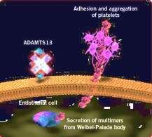 13 a disintegrin and metalloproteinase with a thrombospondin type 1