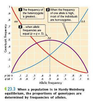 Hardy-Weinberg Kanunu Öngörü1- Popülasyonun allel sıklığı değişmez Öngörü2-Genotip sıklığı bir nesil sonra stabilize olur (değişmez).