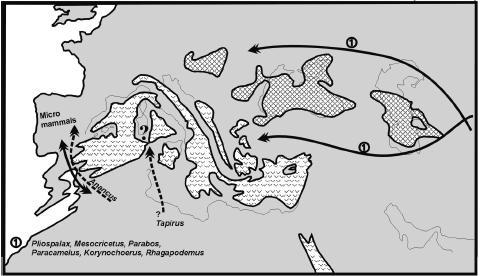 göstermektedir. Batı Akdeniz de bu göç yolunun önemli bir kavşağı konumunda olmuştur (Yılmaz, 2005). Geç Turoliyen ve En Geç Miyosen yaşlı Çobanpınar da tanımlanan Paracamelus cf.