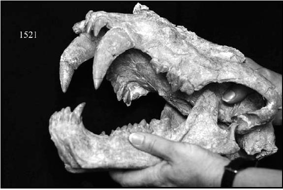 Resim 28: 18 ÇO 1521 nolu karnivora ait fosil (Erol ve Yiğit, 2007). Geç Miyosen döneme ait Kemiklitepe fosil lokalitesi Erken (MN11) ve Orta Turoliyen (MN12) dönemine ait veri bulunmaktadır.