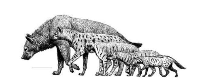 Resim 31: Bazı Miyosen Hyaenidlerinin çizimleri (soldan sağa) Adcrocuta eximia, Hyaenotherium wongii, Ictitherium viverrinum,