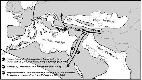 ve Moldavya sınırını geçmez. Geç Miyosen boyunca bu iki bölge farklı paleoekolojik durumlar göstermektedir. Anadolu da Geç Miyosen dönemde rastlanmaktadır (Koufos, 2003; Koufos ve diğ., 2005).