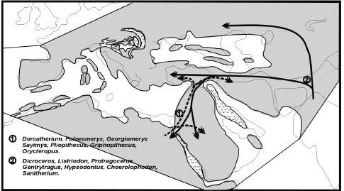 Doğu Akdeniz e ulaşan bu göçmenlerden küçük boyutlu Dorcatherium tipik bir örnektir ve Yunanistan ın Antonios, Chalkidiki MN4/5 zonunda (17.0 myö) kaydedilmiştir.