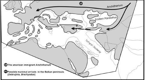 MN6 boyunca bazı Asya elemanları da örneğin cervid Dicroceros, suid Listriodon Avrupa ya girmiştir, Birçok Asya bovidi Protragocerus, Tethytragus ve Hypsodontus Anadolu da MN5 den bilinmektedir.