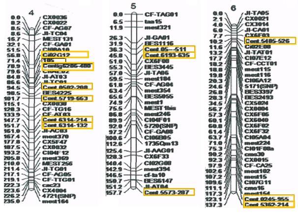 Klemantin mandarinin 1. bağlantı gurubu 161. 6 cm uzunluğunda olup bu bağlantı grubunda 34 markör yer almıştır. Bu çalışmadan elde edilen iki SSR markörü 1. bağlantı grubunda yer almıştır (Şekil 2 ).