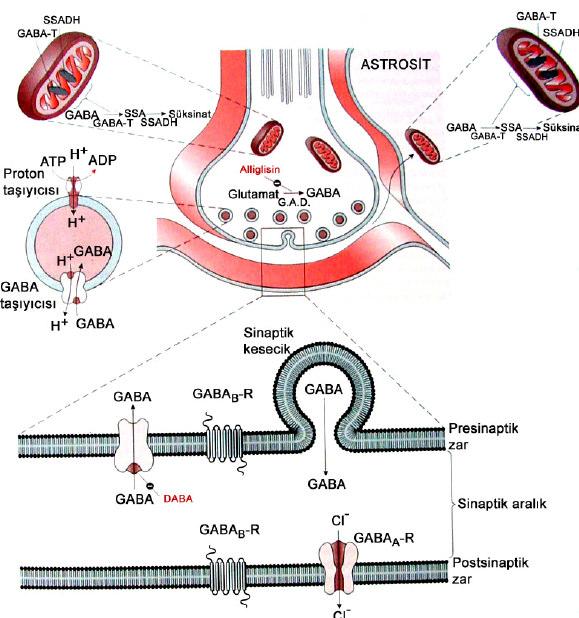 32 Agustine 1988). Glutamatın bağlandığı NMDA reseptörlerinin sinir kas kavşağında postsinaptik alanda yerleştiği gösterilmiştir.