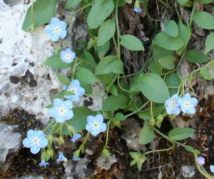 Phaselis Antik Kenti Florası III 195 Cynoglossum montanum L. (Dağ köpekdili) İki yıllık, yumuşak veya basık tüylü, 50 cm ye kadar boylanabilen bitkiler.
