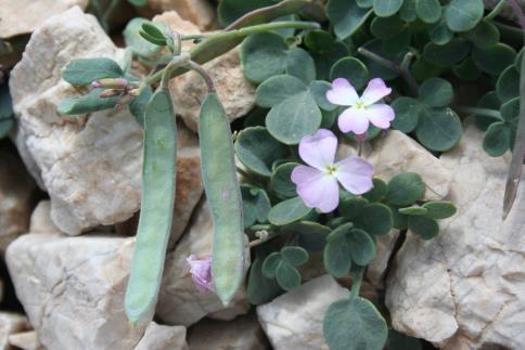 17) Familya: Brassicaceae (Turpgiller) Arabis alpina L. subsp. brevifolia (DC.) Cullen (Düz kazteresi) Çok yıllık otsu bitkiler. Gövde dik veya eğik tırmanışlı.