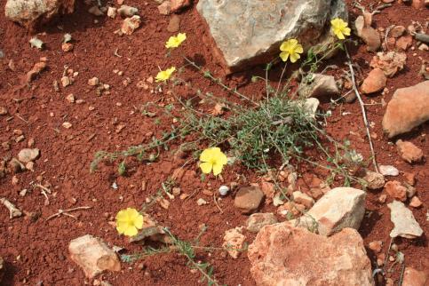 Phaselis Antik Kenti Florası III 201 Telephium imperati L. subsp. orientale (Boiss.) Nyman (Zulzula) Yatık gövdeli, 10-30 cm boyunda, çıplak çok yıllık otsu bitkiler.