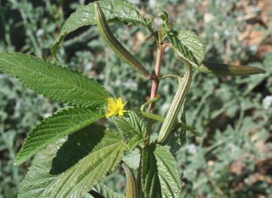 Phaselis Antik Kenti Florası III 211 Lythrum junceum Banks & Sol. (Sivriaklarotu) Narin yapılı, çıplak çok yıllık otsu bitkiler. Gövde 20-60 cm boyunda ve kalkık uçlu.