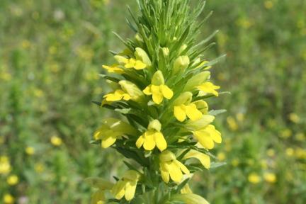 212 Bartsia trixago L. (Karaballıbaba) Alt kısımda salgısız, üst kısımda salgılı tüylü, bir yıllık bitkiler. Gövde dik, basit, 10-70 cm boyunda.