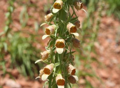 Phaselis Antik Kenti Florası III 213 Sağlam yapılı otsu bitkiler. Yapraklar pinnatisekt. Çiçek durumu sık (10-)20-40 çiçekli. Brakteler şeritsi-mızraksı. Sepaller mızraksı. Korolla pembe renkli.