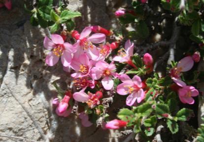 (Kanavcıotu) 10-30 cm boyunda, tüysüz, bir yıllık otsu bitkiler. Yaprak kenarındaki yırtıklar şeritsi. Çiçekler 15-22 mm çapında. Sepaller morumsu renkli. Petaller koyu kırmızı renkli. Aken meyve 3-3.