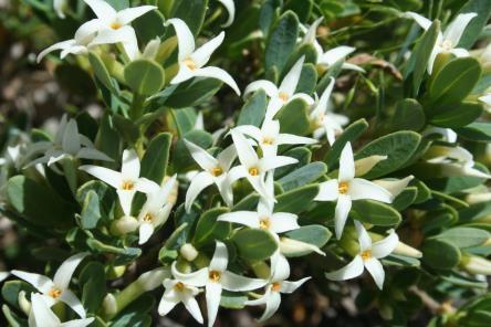 Mayıs-temmuz aylarında çiçeklenen bu bitki, kayalık yerler ve step tepeliklerinde yetişir. D. Akd. El. (Fig. 64) Familya: Scrophulariaceae (Sıracaotugiller) Verbascum cheiranthifolium Boiss. var.