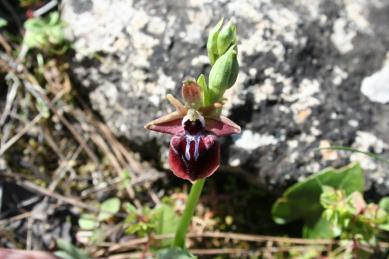 80) Ophrys holoserica (Burm. f.) Greuter subsp. heterochila Renz & Taubenheim (Deşdiye salebi) 8-30 cm boyunda, toprakaltı yumrulu çok yıllık bitkiler. Yapraklar 4-6 adet. Çiçekler 3-8 adet.