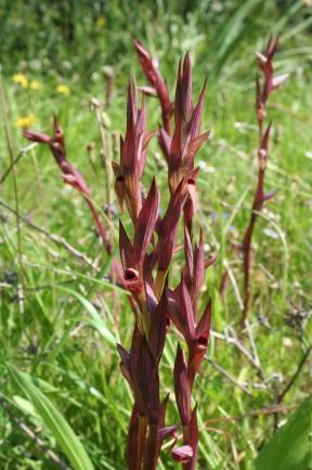 Phaselis Antik Kenti Florası III 223 Bromus intermedius Guss. (Damiyeotu) Dik veya eğik tırmanışlı, 10-75 cm boyunda bir yıllık otsu bitkiler. Yaprak ayası 5-10 cm boyunda, seyrek tüylü.