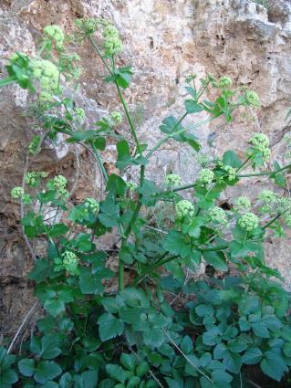 Phaselis Antik Kenti Florası III 189 Keskin aromatik bir yıllık veya kısa ömürlü çok yıllık bitkiler. Gövde dik, 1 m ye kadar boylanır.