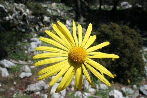 Phaselis Antik Kenti Florası III 191 60 cm ye kadar boylanabilen çok yılık otsu bitkiler. Yapraklar keçemsi tüylü bazen çıplak, genişçe mızraksı veya şeritsi.
