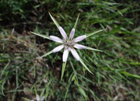 Bitki mayıs-ağustos aylarında çiçeklenir. ÇBFCB. Doronicum orientale Hoffm. (Kaplan otu) 60 cm ye kadar boylanabilen, seyrek tüylü çok yıllık otlar. Alt yapraklar yumurtamsı-eliptik, saplı.