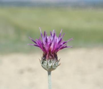 192 tercih eder. Akd. El. Inula graveolens (L.) Desf. (Deli sarıot) Çok dallı, 1 m ye kadar boylanabilen bir yıllık bitkiler. Yapraklar şeritsi-mızraksı. Tüm çiçekler sarı renkli.