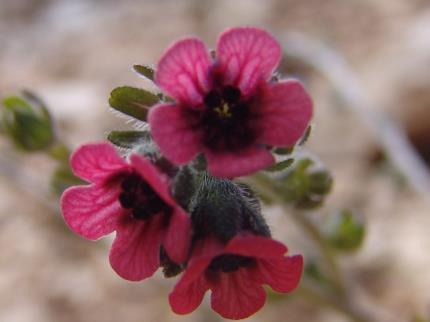 13) Familya: Boraginaceae (Hodangiller) Alkanna tinctoria (L.) Tausch subsp. subleiocarpa (Hub.-Mor.) Hub.-Mor. (Uşak havacivası) 40 cm ye kadar boylanabilen çok yıllık otlar.