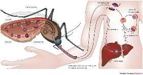 Etken Plasmodium vivax Plasmodium falciparum Plasmodium malaria Plasmodium ovale