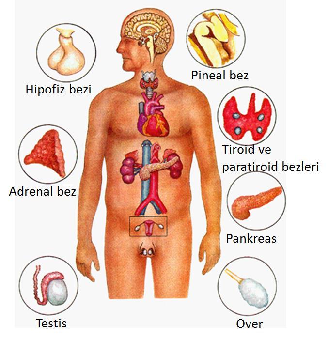 ENDOKRİN SİSTEM Endokrin sistem, sinir sistemiyle işbirliği içinde çalışarak vücut