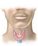 Tiroid Bezi Tiroid bezi iki lateral lobdan oluşur,