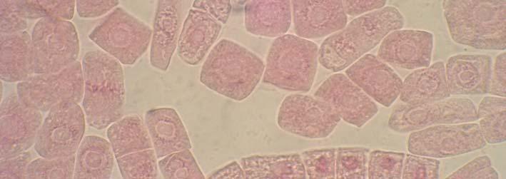 hücrelerinde mitoz